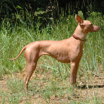 Marmarella Bonita