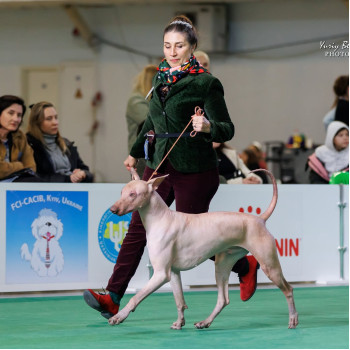 Moonflower Dogs Amon, KYIVSKA RUS, CRYSTAL CUP OF UKRAINE, 13-14/12/2026