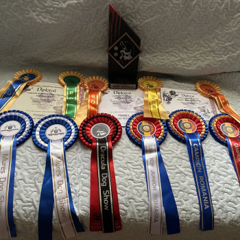 Hatshepsut, Румунія, Dracula Dog Show, 3xCACIB, 12-14/09/2025