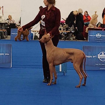 Дарій -  World Dog Show 2024!!!
