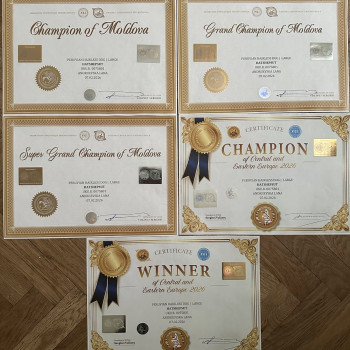 Hatshepsut, Central and East European Championship WINNER SHOW. 3XFCI-CACIB & 2XCAC. Moldova, Chisinau. 06-08.02.2026